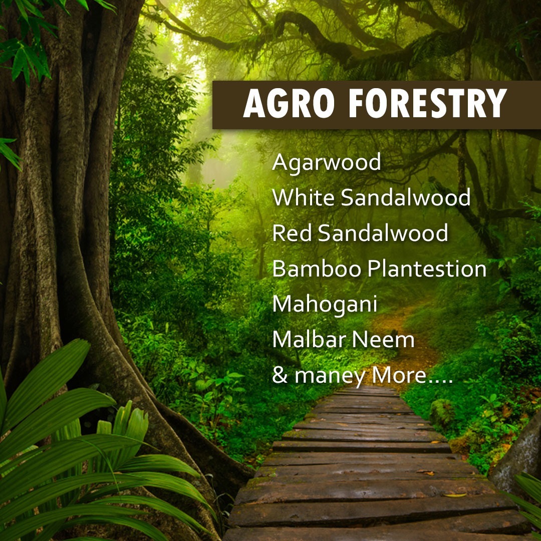 Sundarban Agro Tourism Agro Forestry