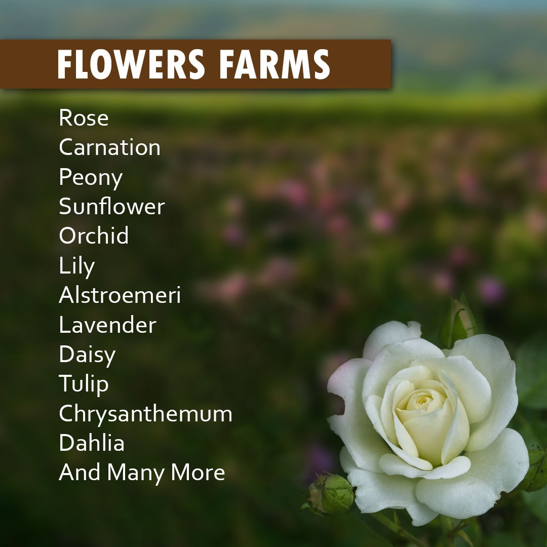 Sundarban Agro Tourism Flower Farms